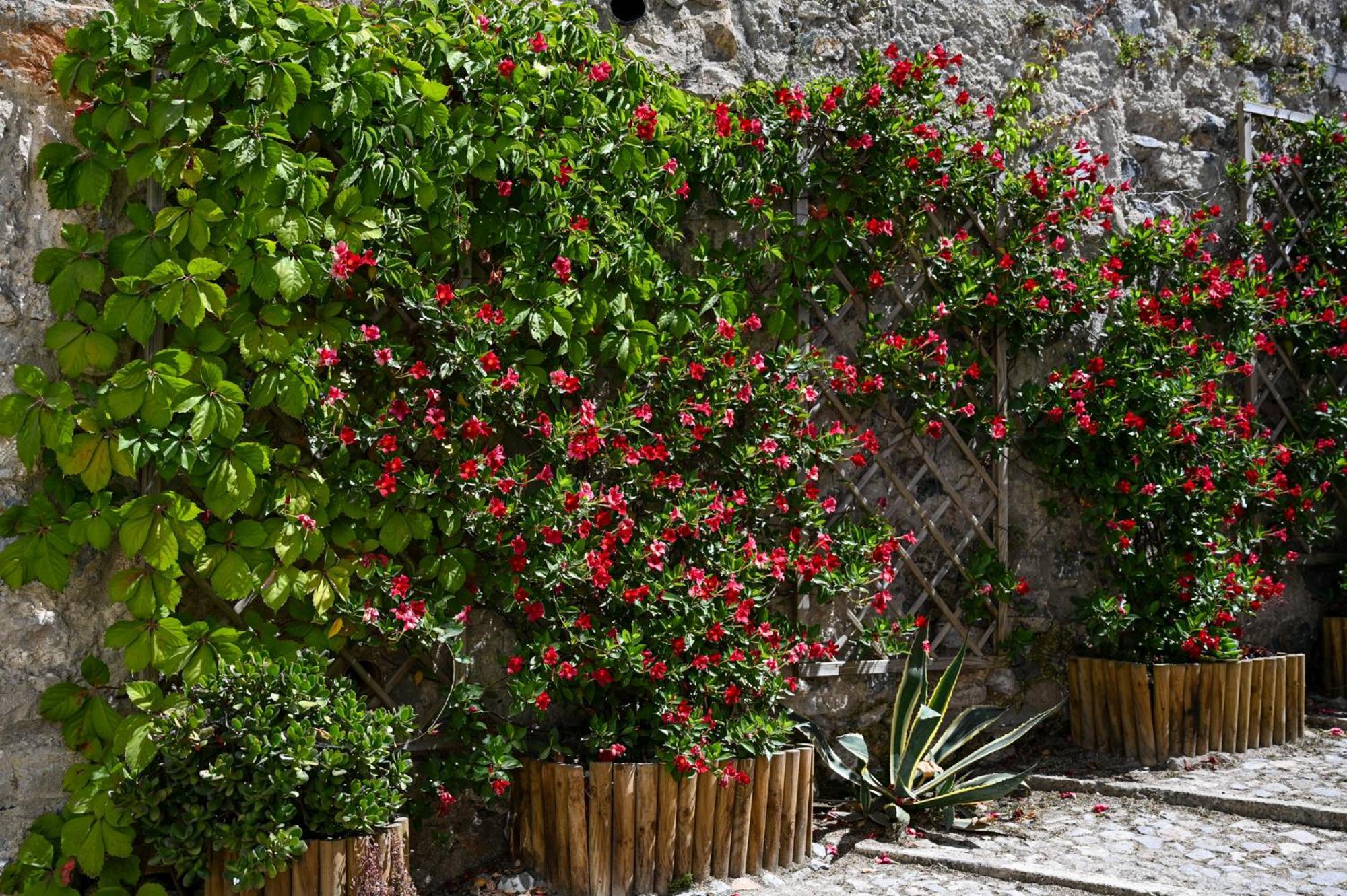 Casa Do Briamante 9 Apartment Sintra Ngoại thất bức ảnh